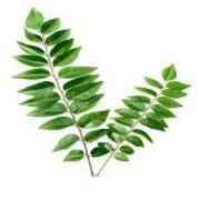 Curry Leaves